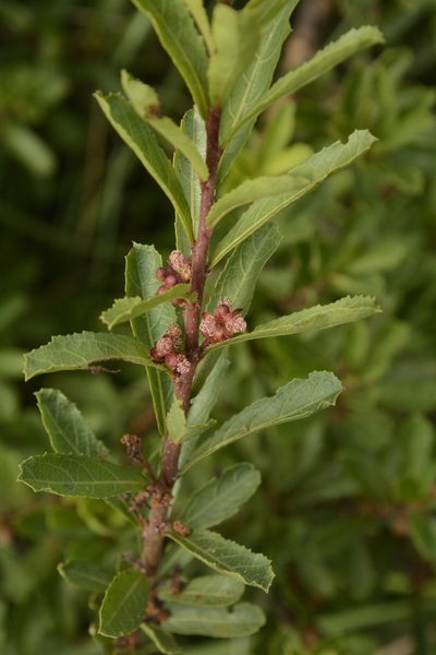 Homonoia retusa, photographed by Siddarth Machado