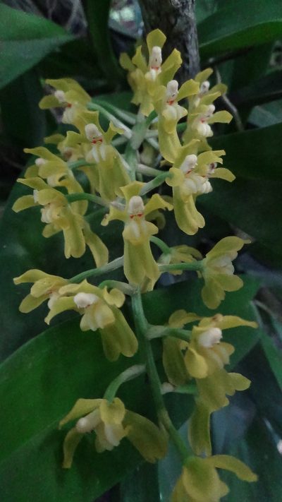 Gomesa planifolia, photographed by Tsssss