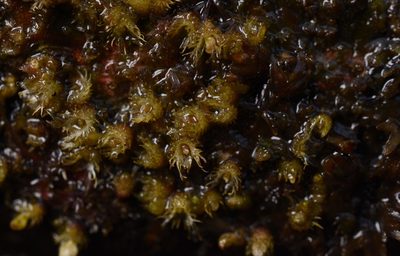 Dalzellia ceylanica, photographed by Siddarth Machado