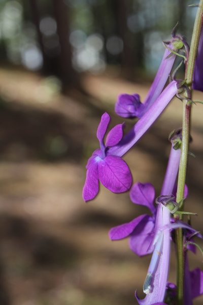 Lobelia sinaloae, photographed by Arturo Castro Castro