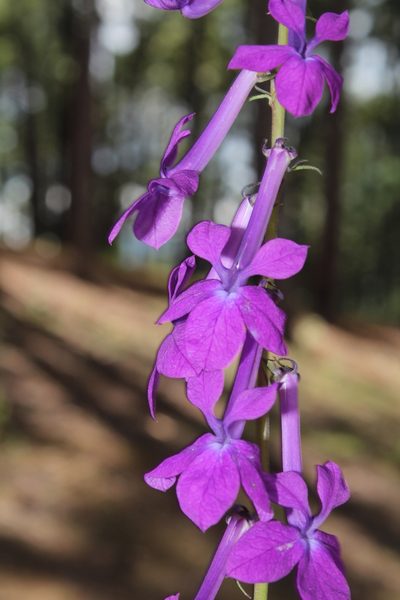 Lobelia sinaloae, photographed by Arturo Castro Castro