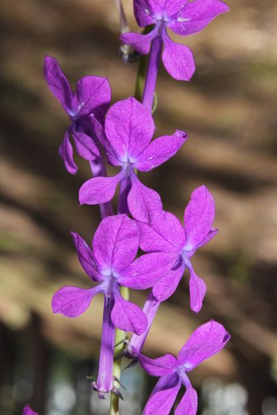 Lobelia sinaloae, photographed by Arturo Castro Castro