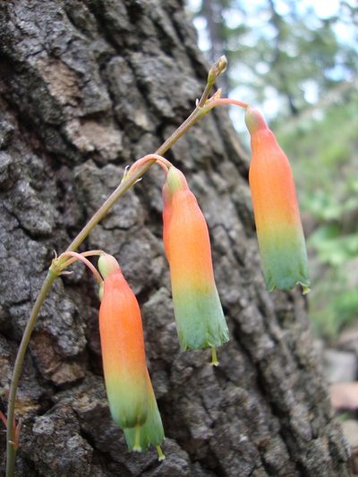 Agave neocernua, photographed by Arturo Castro Castro