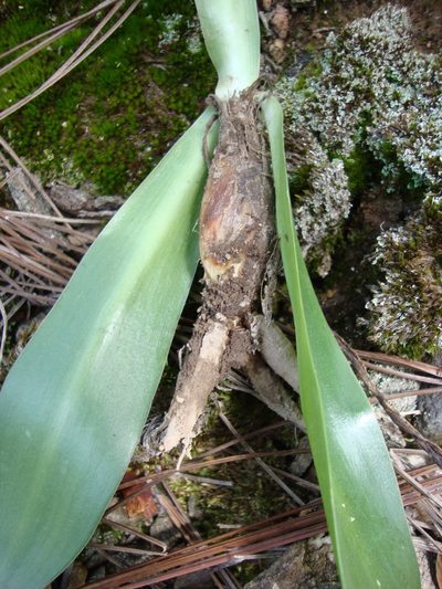 Agave neocernua, photographed by Arturo Castro Castro