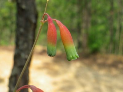 Agave neocernua, photographed by Arturo Castro Castro