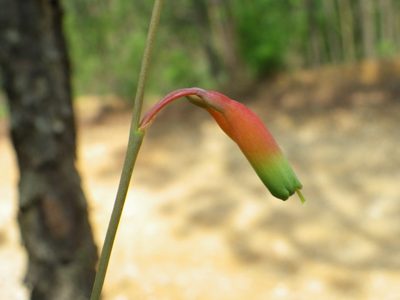 Agave neocernua, photographed by Arturo Castro Castro