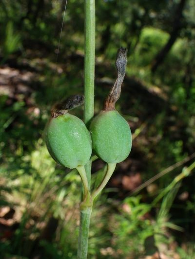 Agave neocernua, photographed by Arturo Castro Castro