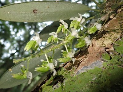 Zygostates pellucida, photographed by Tsssss