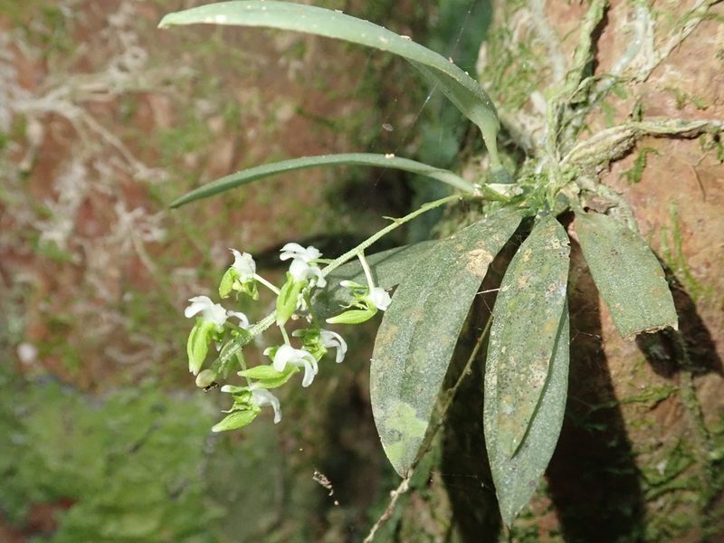 Zygostates pellucida, photographed by Tsssss