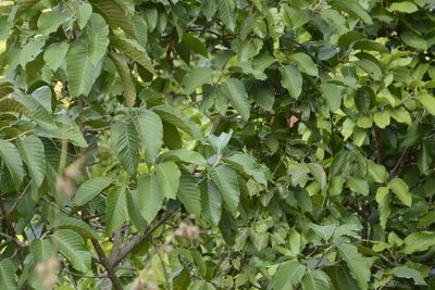 Artocarpus hirsutus, photographed by Siddarth Machado