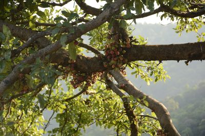 Ficus racemosa, photographed by Siddarth Machado