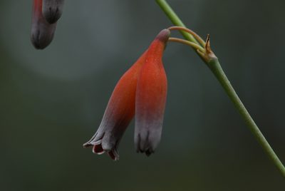 Agave quilae, photographed by Arturo Castro Castro
