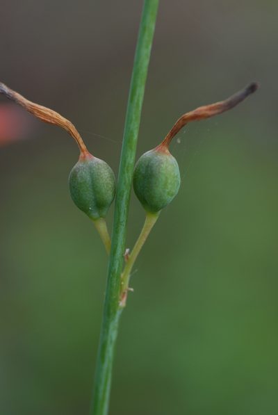 Agave quilae, photographed by Arturo Castro Castro