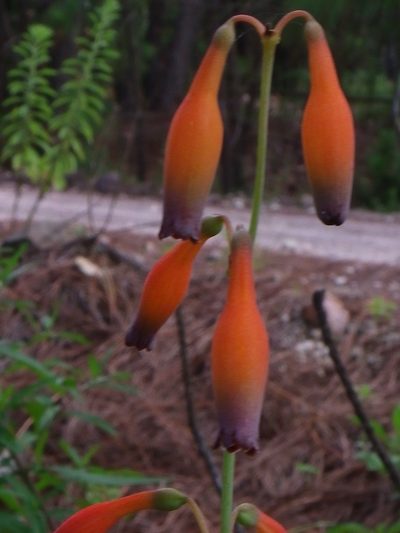 Agave quilae, photographed by Arturo Castro Castro