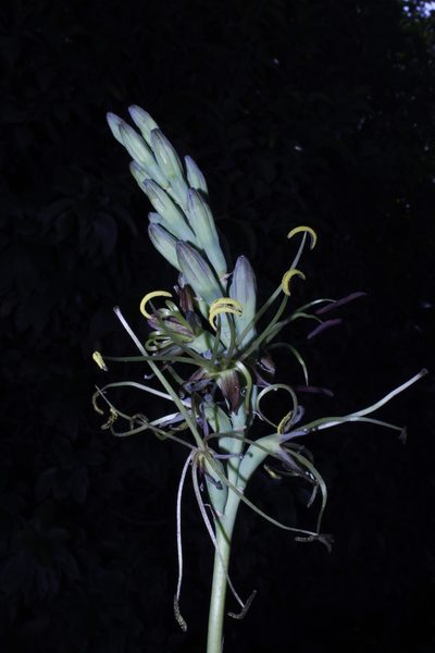 Agave planifolia, photographed by Arturo Castro Castro