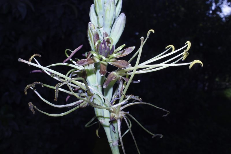 Agave planifolia, photographed by Arturo Castro Castro