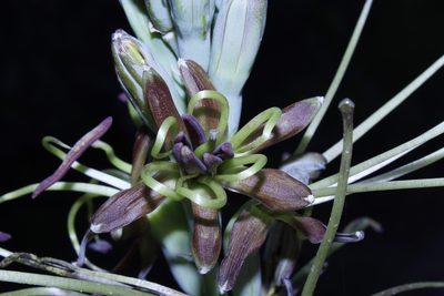 Agave planifolia, photographed by Arturo Castro Castro