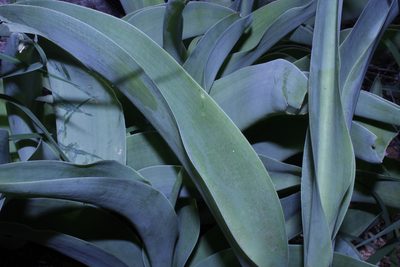 Agave planifolia, photographed by Arturo Castro Castro