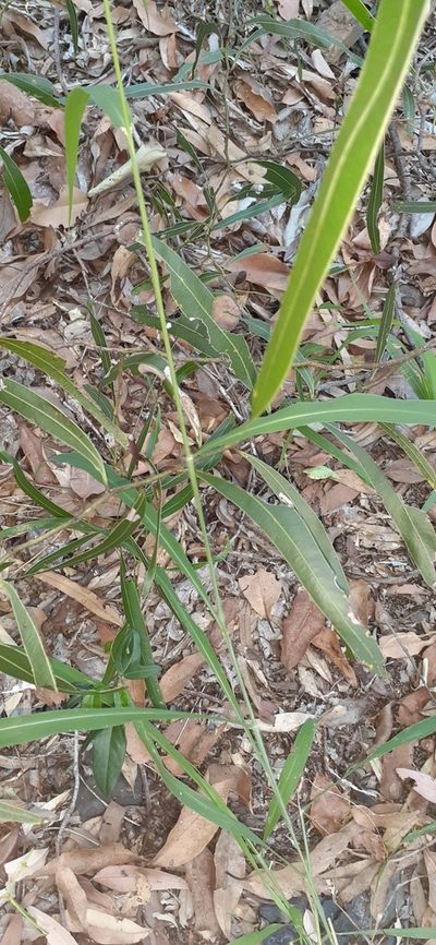 Acacia macradenia, photographed by Isaiah Findley