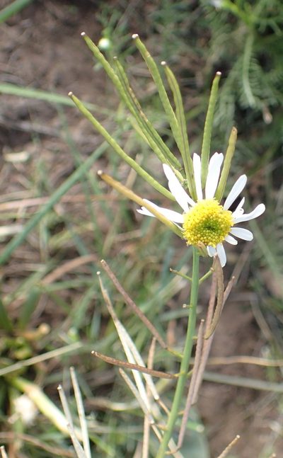 Erucastrum strigosum, photographed by Nicola van Berkel