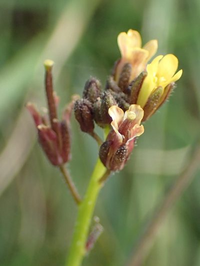 Erucastrum strigosum, photographed by Nicola van Berkel