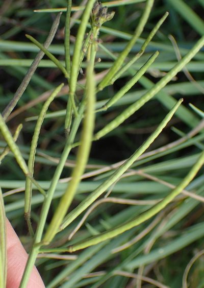 Erucastrum strigosum, photographed by Nicola van Berkel