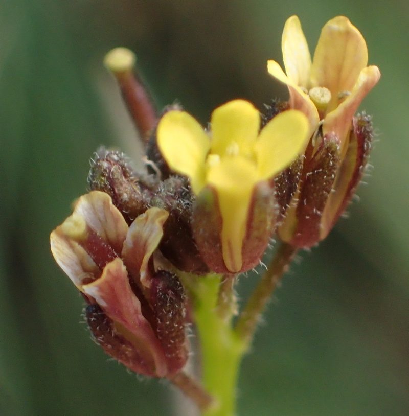 Erucastrum strigosum, photographed by Nicola van Berkel