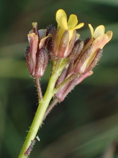Erucastrum strigosum, photographed by Nicola van Berkel