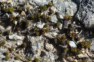 Leptinella goyenii, photographed by John Barkla