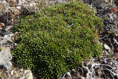 Abrotanella inconspicua, photographed by John Barkla