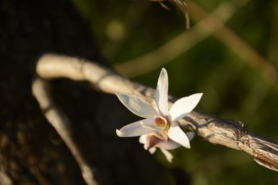 Dendrobium barbatulum, photographed by Siddarth Machado