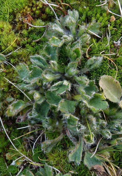 Ranunculus pachyrrhizus, photographed by John Barkla