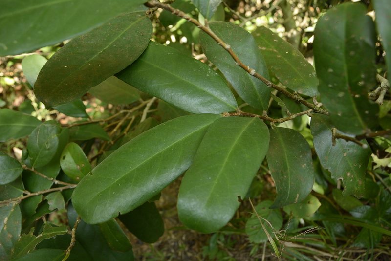 Drypetes oblongifolia, photographed by Siddarth Machado