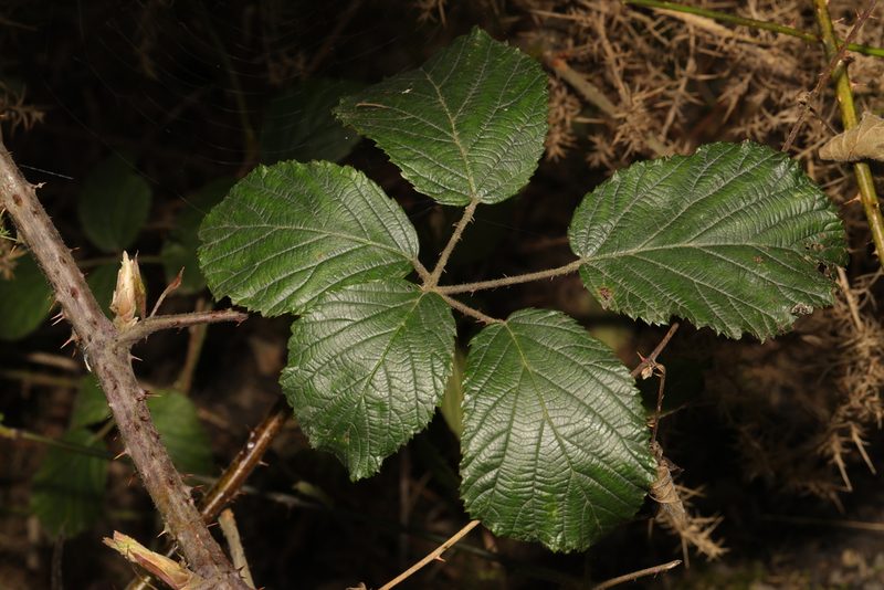 Rubus bartonii, photographed by Stephen James McWilliam