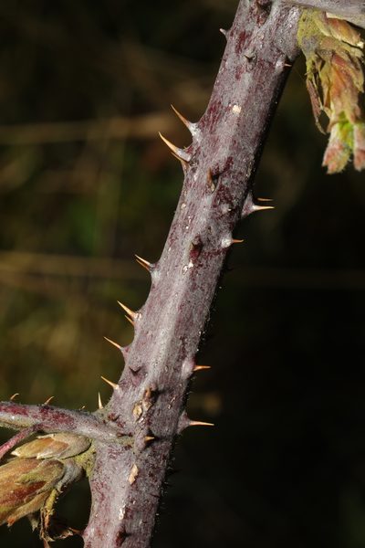 Rubus bartonii, photographed by Stephen James McWilliam