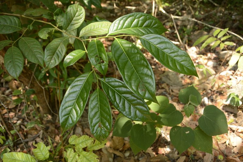 Diospyros sylvatica, photographed by Siddarth Machado