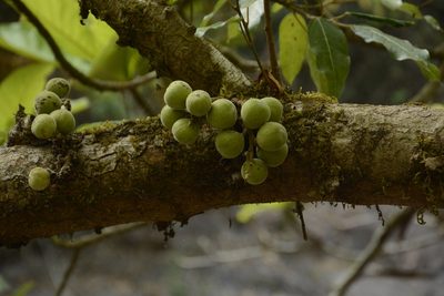 Ficus racemosa, photographed by Siddarth Machado