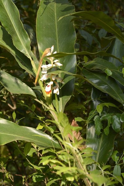 Alpinia malaccensis, photographed by Siddarth Machado