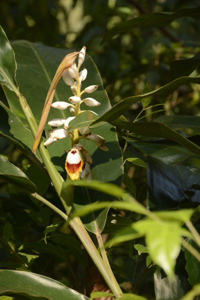 Alpinia malaccensis, photographed by Siddarth Machado