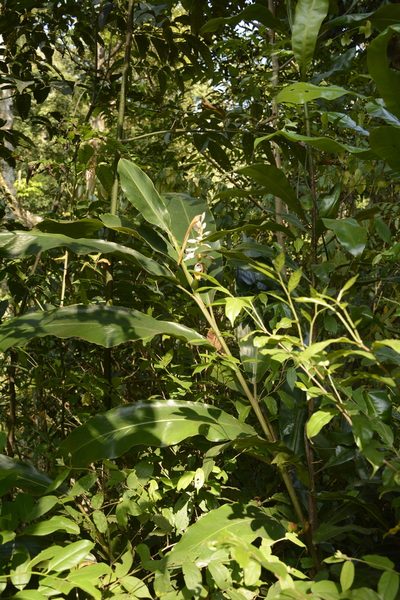 Alpinia malaccensis, photographed by Siddarth Machado