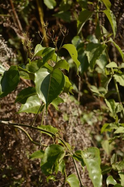 Jasminum malabaricum, photographed by Siddarth Machado