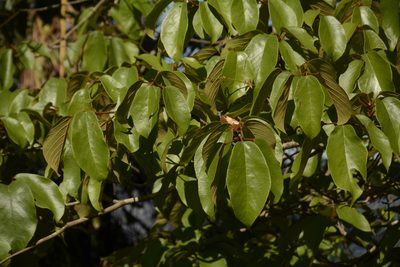 Sterculia guttata, photographed by Siddarth Machado