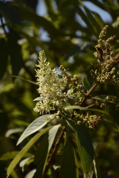 Wendlandia thyrsoidea, photographed by Siddarth Machado