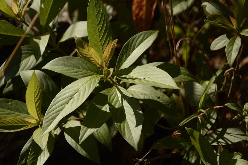 Wendlandia thyrsoidea, photographed by Siddarth Machado