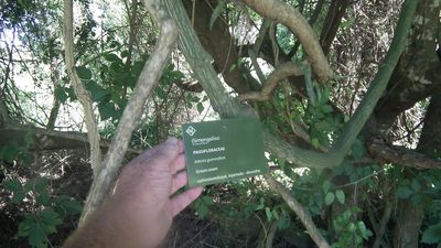 Adenia gummifera, photographed by Shaun Swanepoel
