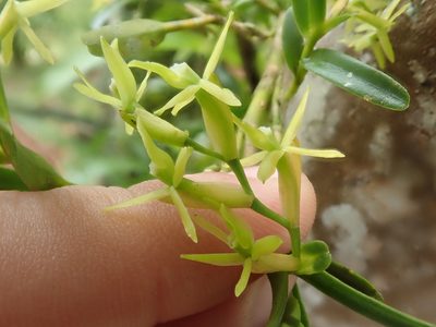 Epidendrum ramosum, photographed by Tsssss