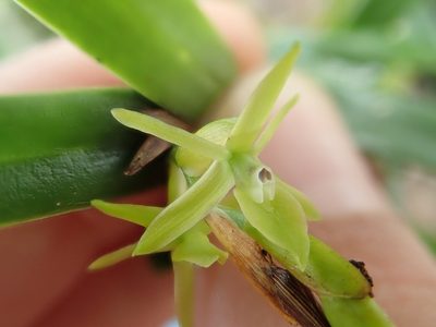 Epidendrum ramosum, photographed by Tsssss