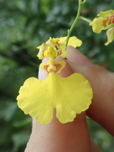 Gomesa flexuosa, photographed by Tsssss