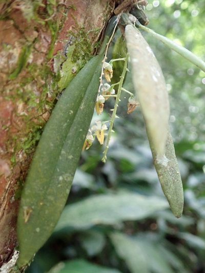 Zygostates pellucida, photographed by Tsssss