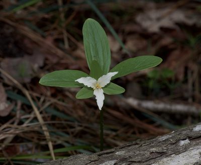 Trillium texanum, photographed by Michelle W. （鍾偉瑋）